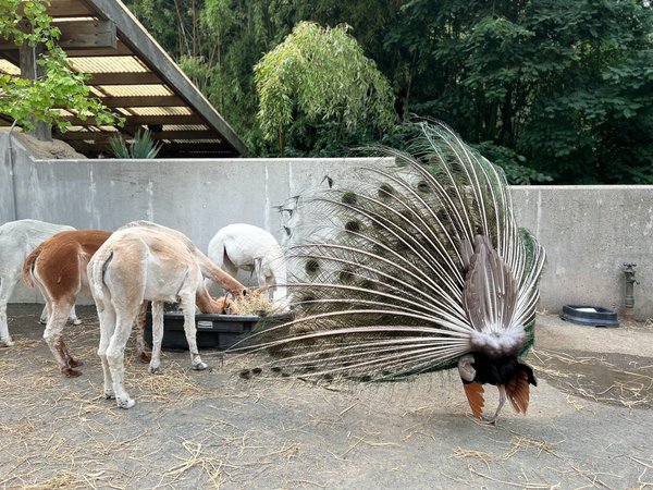 Solutions innovantes pour la biodiversité en milieu urbain