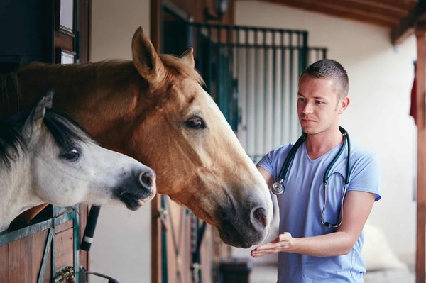 Plante thérapeutique: un anti-douleur et un anti-stress pour les chevaux